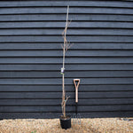 Wisteria brachybotrys 'Iko yama Fuji' - Cane - Height 200-250cm - 7lt