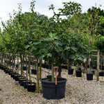Fig - Ficus carica 'Brogiotto Bianco' - Large - Trained - Espalier - 230cm - 230lt