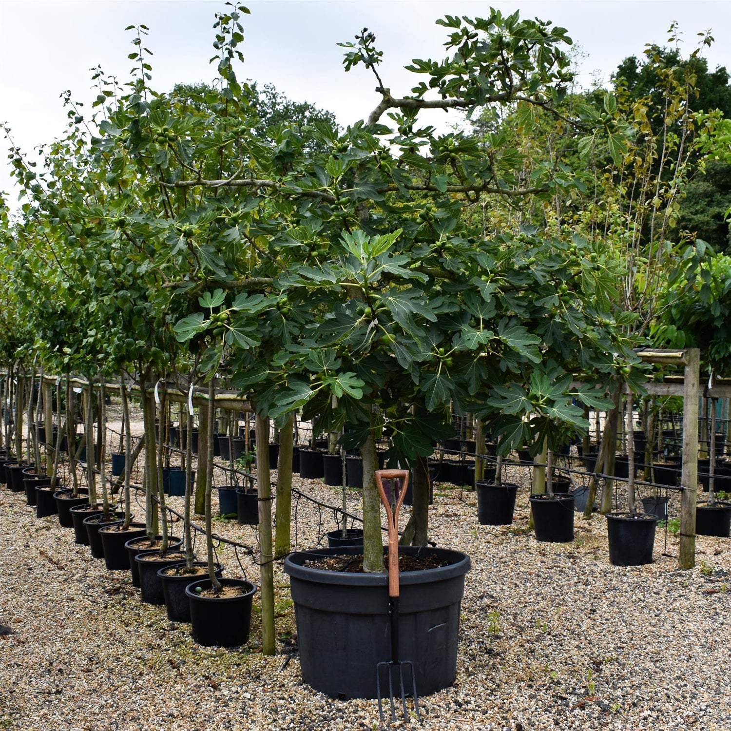 Fig - Ficus carica 'Brogiotto Bianco' - Large - Trained - Espalier - 230cm - 230lt