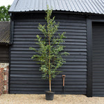 Erman's Birch | Betula ermanii - Height 200-250cm - Girth 8-10cm - 45lt