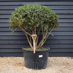 Osmanthus x burkwoodii | Burkwood Osmanthus - Parachute - Height 125-130cm - Width 140-150cm - 230lt