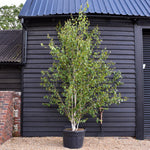 Himalayan Silver Birch |Betula utilis - Multi Stem - Height 310-350cm - 130lt
