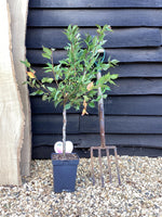 Prunus incisa 'Cunera' | Cherry Blossom 'Cunera' - 100-120cm, 7lt