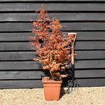 Katsura Japanese Maple | Acer palmatum 'Katsura' - Bushy - 100-120cm - 18-20lt