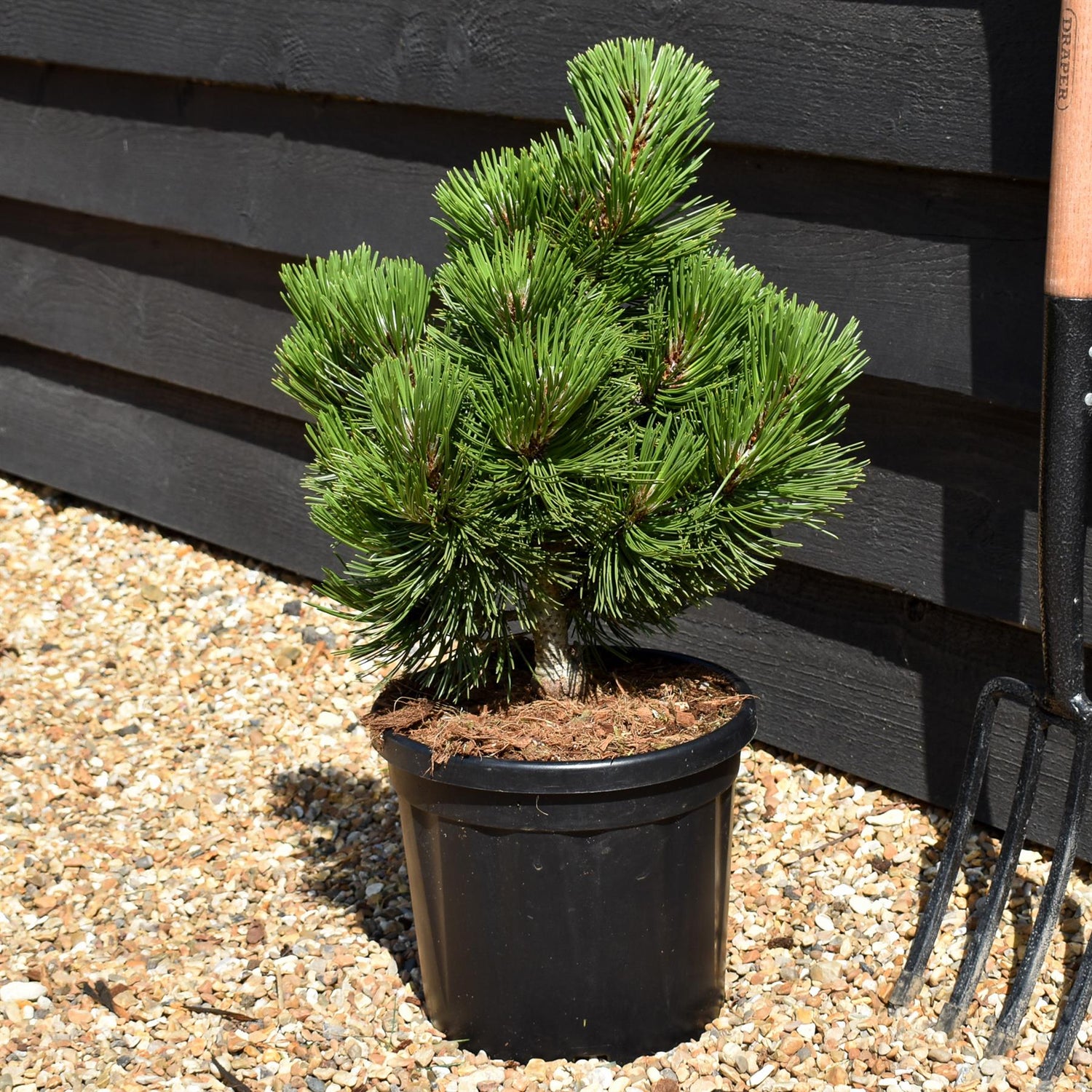 Pinus leucodermis 'Irish Bell' - Height 40-50cm - 8lt