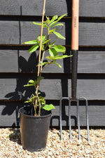 Castanea sativa - Sweet Chestnut - 50-65cm - 3lt