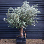 Olive Tree | Olea Europea - Specimen - Forking branches - Height 250 -300 cm - 280lt