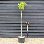 Sweet Cherry Tree | Prunus avium 'Napoleon' - Height 120-150cm - 20lt