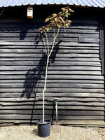 Catalpa biganoides Purpurea | Purple Hybrid Catalpa - 290-320cm, 35lt