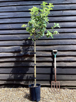 Apple tree 'Reine des Reinettes' | Malus Domestica - 150-160cm - 10lt