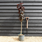 Crab apple | Malus toringo 'Aros' - 100cm - 12lt