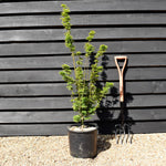 Acer palmatum 'Crispifolium'  (Shishi Gashira Maple) - Height 100-110cm - 20lt