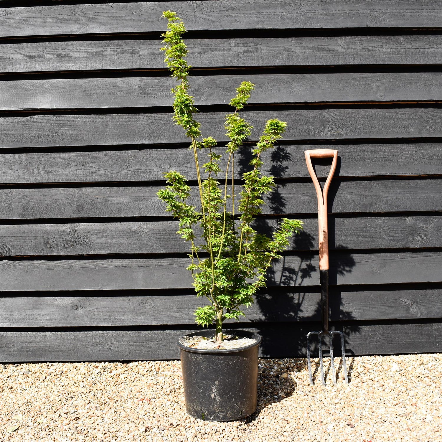 Acer palmatum 'Crispifolium' (Shishi Gashira Maple) - Height 100-110cm - 20lt