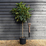 Eriobotrya japonica Tree | Loquat - Clear Stem 80-90cm - Girth 6-8cm - Height 170-180cm - 25lt