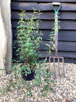 Philadelphus 'Lemoinei' - 55-65cm, 2lt