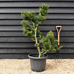 Acer palmatum 'Crispifolium' (Shishi Gashira Maple) - 130cm, 45lt