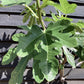 Fig - Ficus carica 'Brogiotto Nero' - 150-160cm, 10lt
