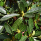 Azalea Japonica Phoenicia - Clear Stem - 130-140cm - 30lt
