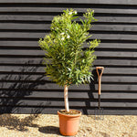 Nerium oleander - Soeur Agnes - White - Clear Stem 50-60cm - Height 130-150cm - Girth 20-22cm - 30lt