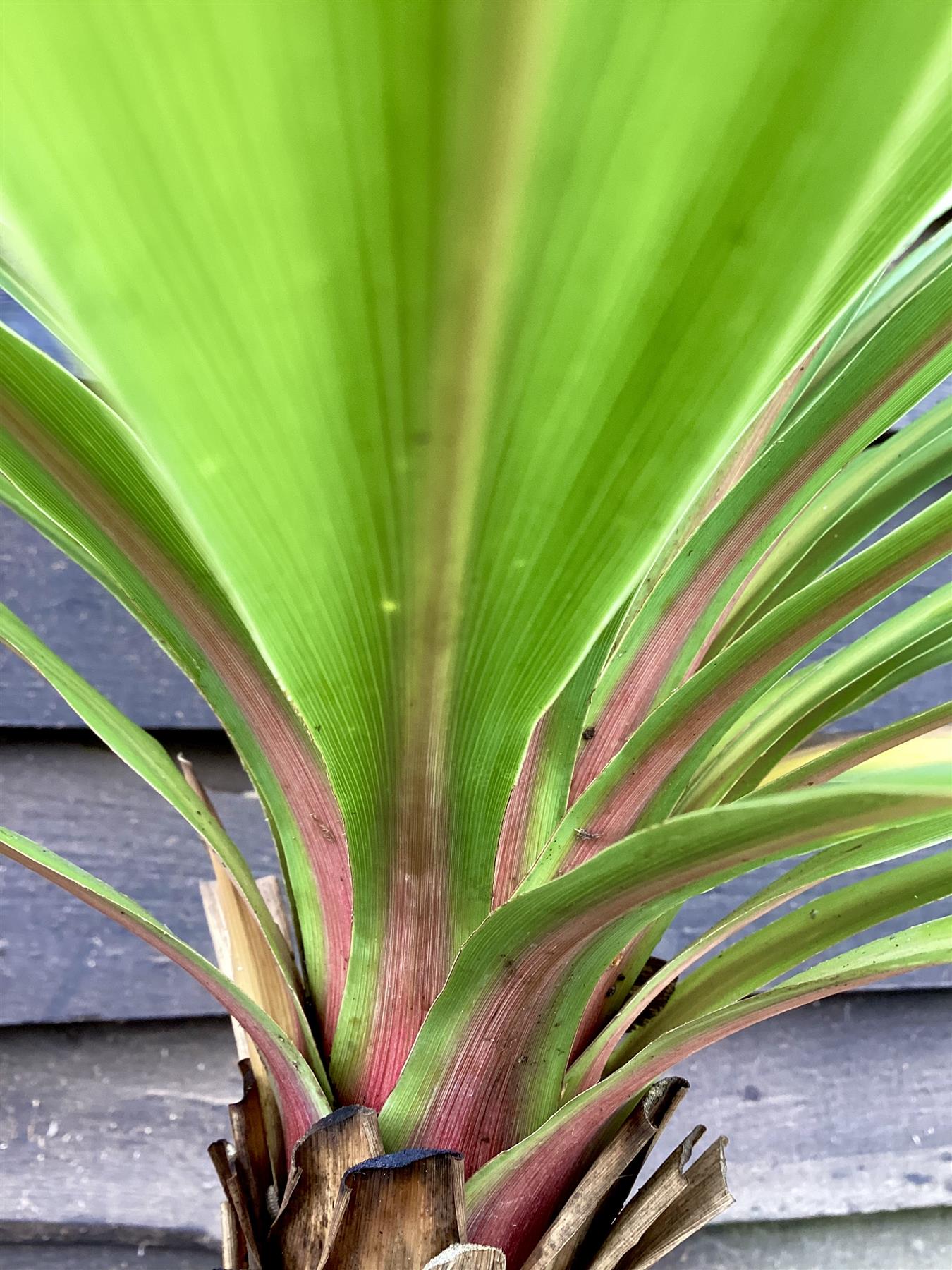 Cordyline australis Peko | Peko 60-80cm - 20lt