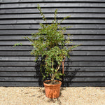 Kolkwitzia amabillis 'Pink Cloud' Height 140-160cm - Bushy - 45lt