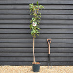 Cherry 'Stella' half-standard | Prunus avium - Height 160-180cm - 12lt