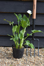 Zantedeschia aethiopica -| Arum Lily - 2lt