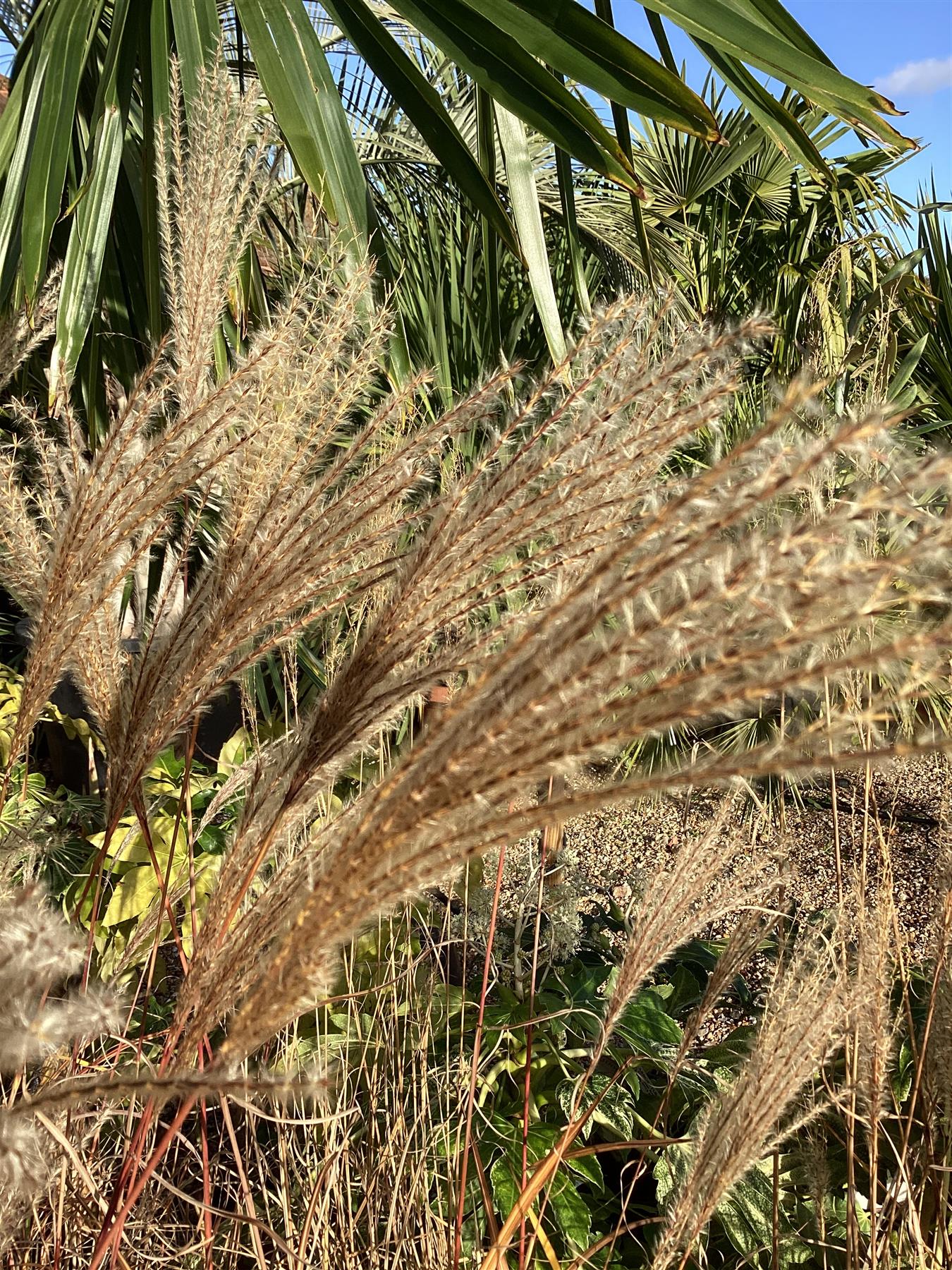 Miscanthus sinensis | Ornamental grass 'Morning Light' - 5lt