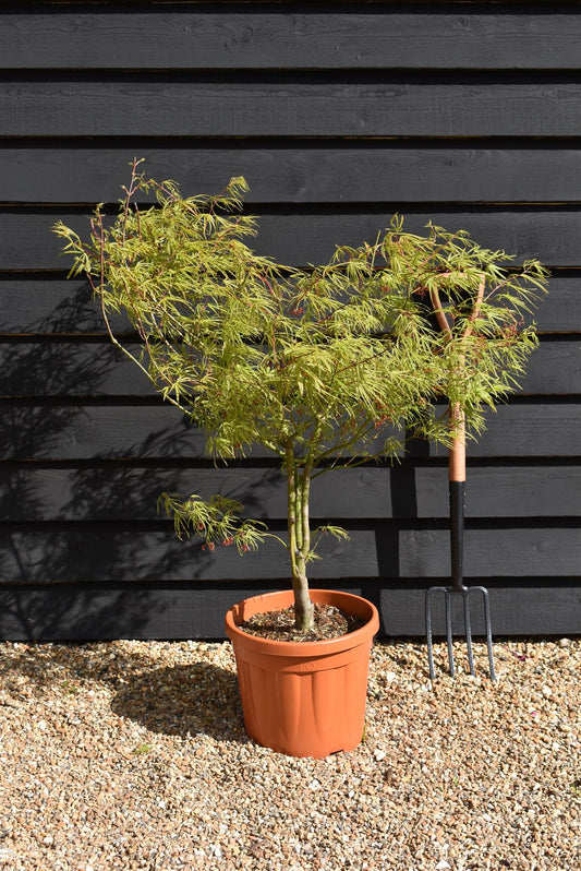 Acer palmatum 'Scolopendrifolium' | Japanese Maple - 120-160cm - 15lt