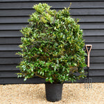 Ligustrum japonicum Texanum - Bushy - Height - 140-160cm - 25lt