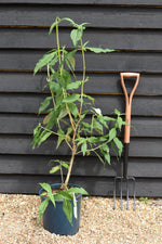 Buddleja White Profusion | Butterfly Bush - 40-60cm, 10lt