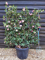 Camellia sasanqua - Pink - Frame/Espalie - Height 120cm Width 90cm - 45lt