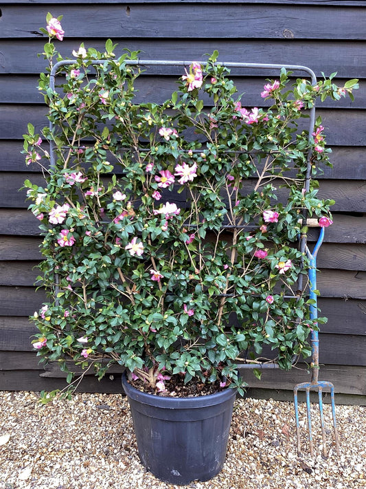 Camellia sasanqua - Pink - Frame/Espalie - Height 120cm Width 90cm - 45lt