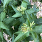 Diervilla sessilifolia 'Butterfly' | Bush Honeysuckle - 12lt