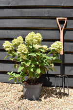 Hydrangea paniculata 'Magical Candle' - 30-40cm - 5lt