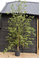 Betula Nigra "Heritage" - River Birch| Black Birch Cully - Girth 10-12cm - Height - 500-550cm - 75lt