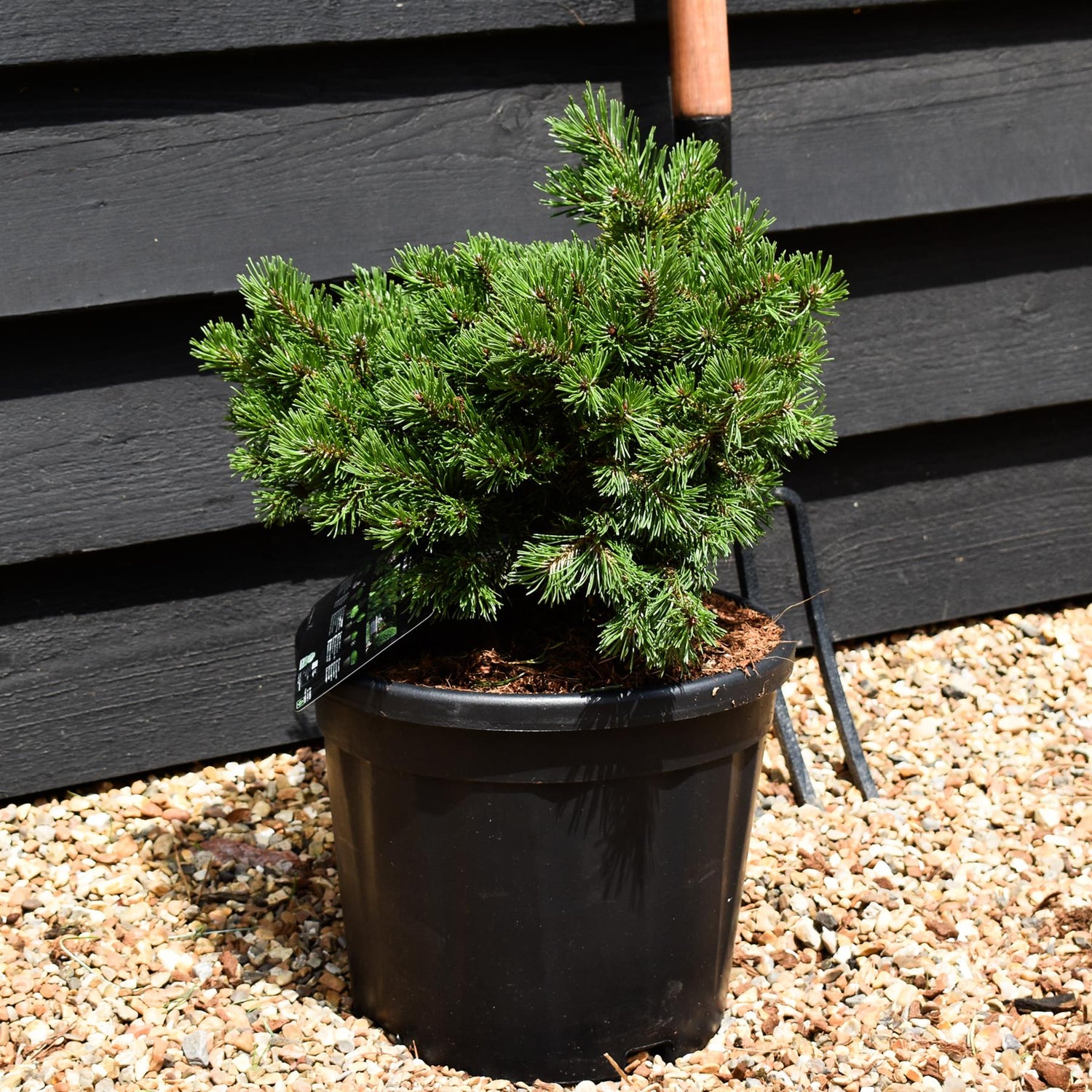 Pinus mugo 'Klostergrun' - Height 20-30cm - Width 30-40cm 11lt