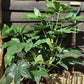 Fatsia Japonica (Japanese aralia) - 50/70cm, 5lt