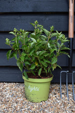 Hydrangea paniculata 'Whitelight' - 30-40cm - 5lt