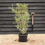 Osmanthus x burkwoodii | Burkwood Osmanthus - Height 100-120cm - 20lt