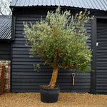 Olive Tree | Olea Picual - Specimen 6A - Triple branch - Trunk Height 75cm - Height 240-260 cm - 230lt