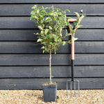 Apple tree 'Elstar' | Malus Domestica - Patio Rootstock - Height 80-100cm - 7lt