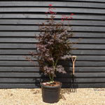 Japanese Maple | Acer palmatum 'Bloodgood' - Bushy - Height 160-180cm - 55lt