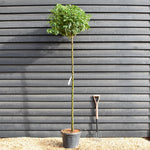 Prunus lusitanica 'Angustifolia' | Portugeuse Laurel - Clear Stem - 180cm - Height 220-240cm - Girth 10-12cm - 25lt