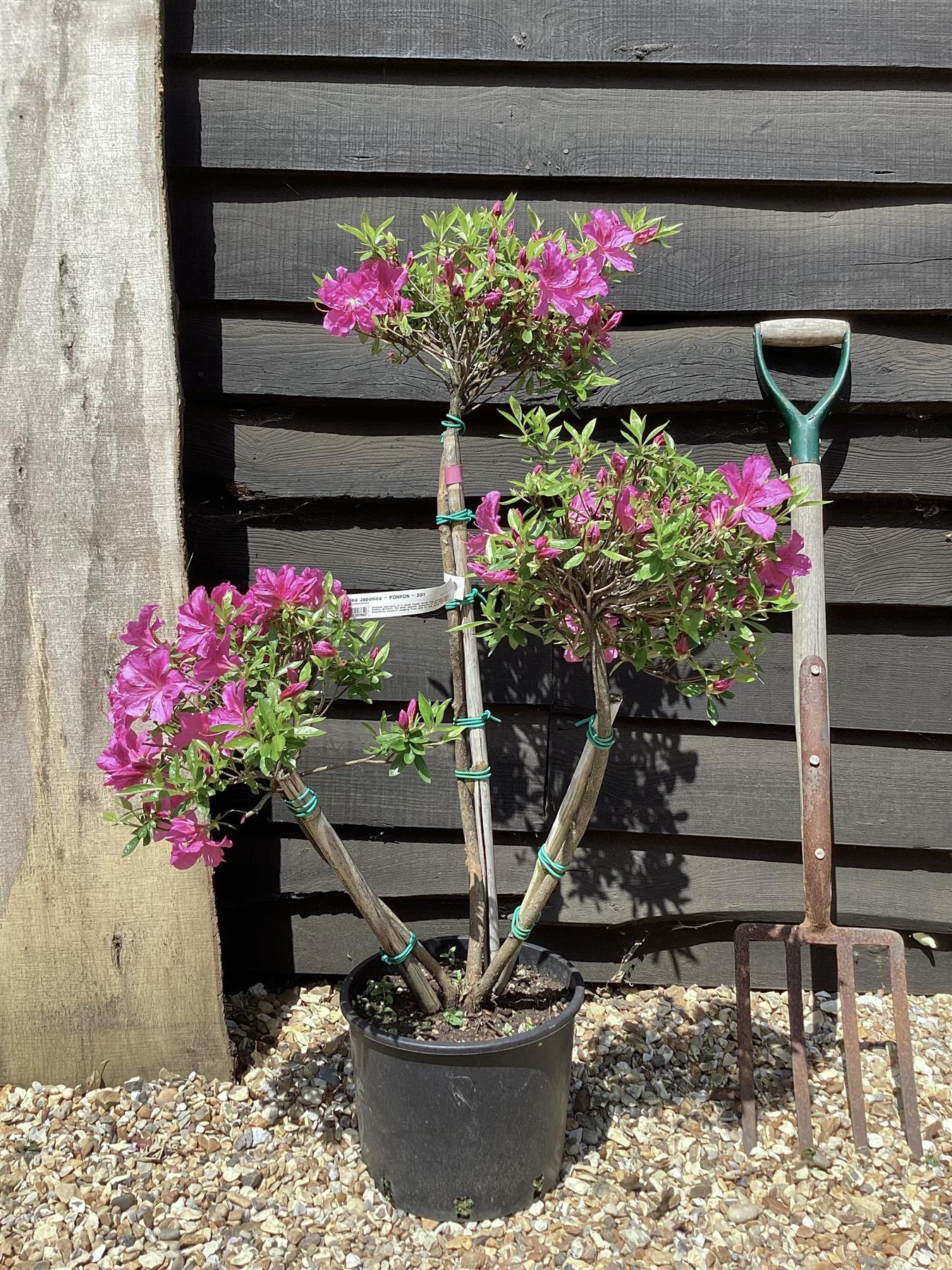 Azalea Japonica | Rhododendron - PONPON - 120cm, 20lt