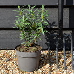 Daphne transatlantica Eternal Fragrance - Height 20-35cm - 2lt