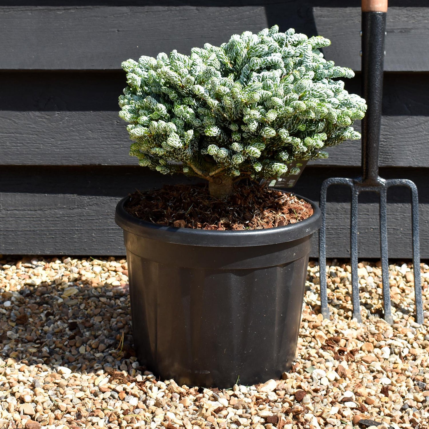 Abies koreana 'Ice Breaker' - Height 20-25cm - Width 35-40cm - 11lt