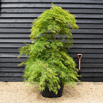Acer palmatum dissectum | laceleaf Japanese maple - Height 220-240cm - 130lt