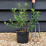 Hypericum x hidcoteense 'Hidcote' - Height 30-45cm - Shrub - 2lt