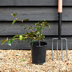 Camellia x williamsii 'Donation' - 3lt